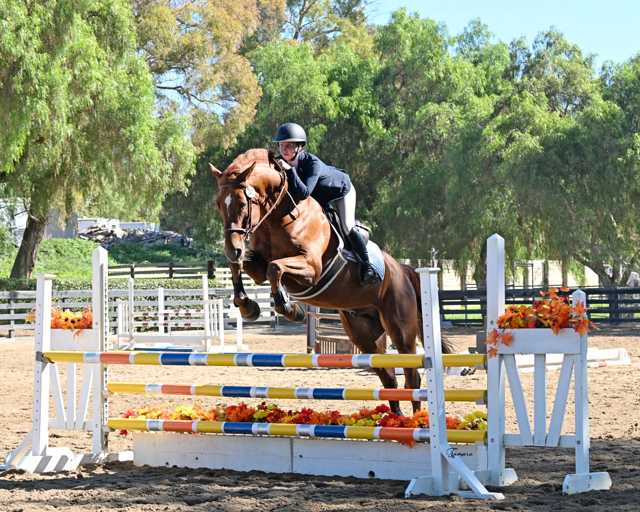 NASST 25 Valentino BF 8286