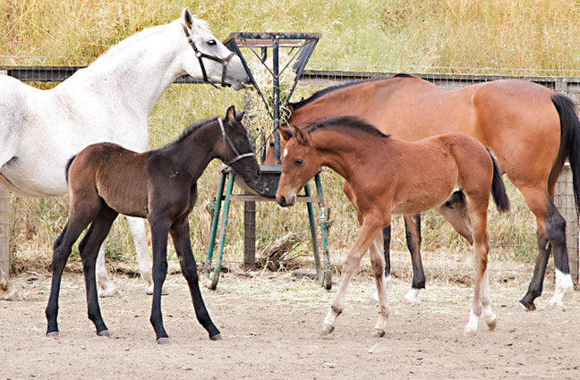 Equine Reproduction Services