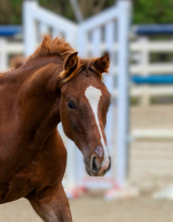 Allegro head