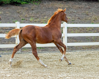 Allegro BF canter
