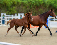 Allegro BF trot 2