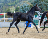 Chalamet BF trot 2