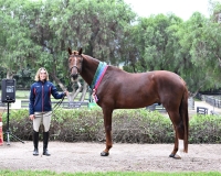 NASST 25 Emeralo BF 8730