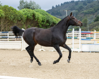 Jacklyn canter