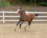 Leonardo BF canter