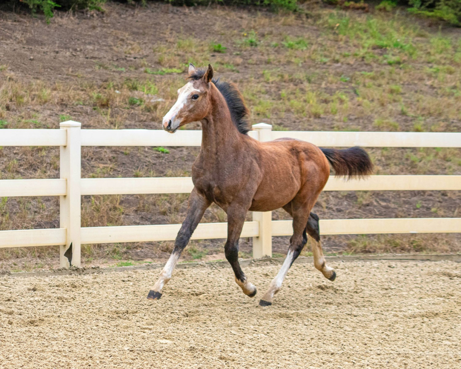 Leonardo BF trot