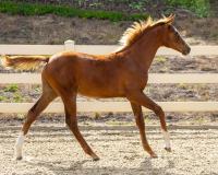 Niguel BF canter