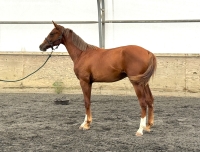 Niguel BF 8 26 B