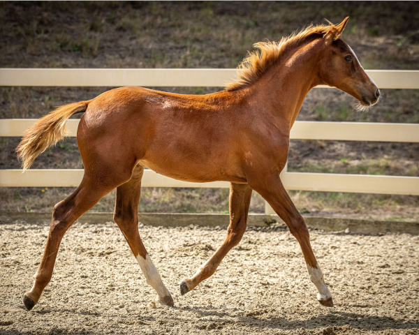 Niguel BF trot