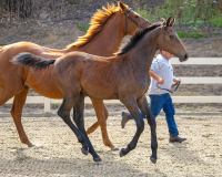 Ovation canter