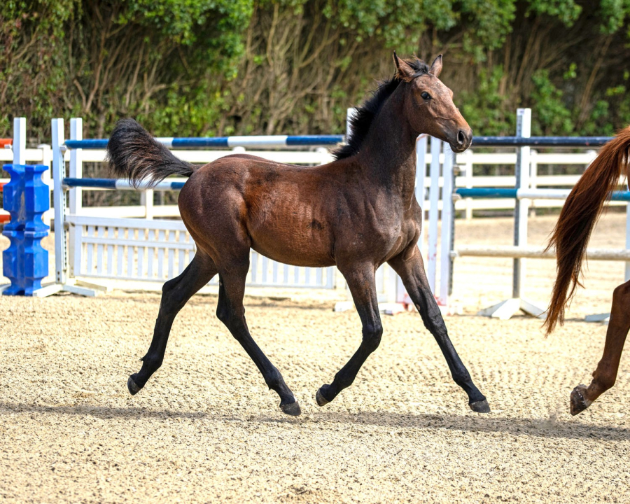 Ovation BF trot