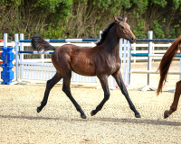 Ovation BF trot