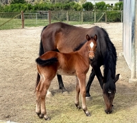 Valentino Elsa filly (2)