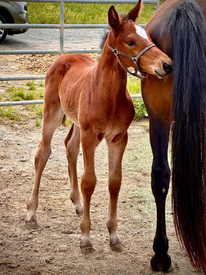 Valentino Elsa filly (1)