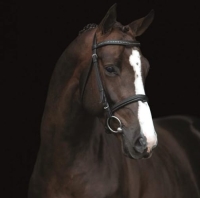 New Pleasure VDL Head