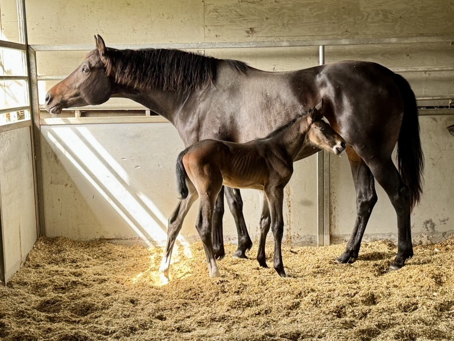 Montender-Lupicor Filly Utopia BF